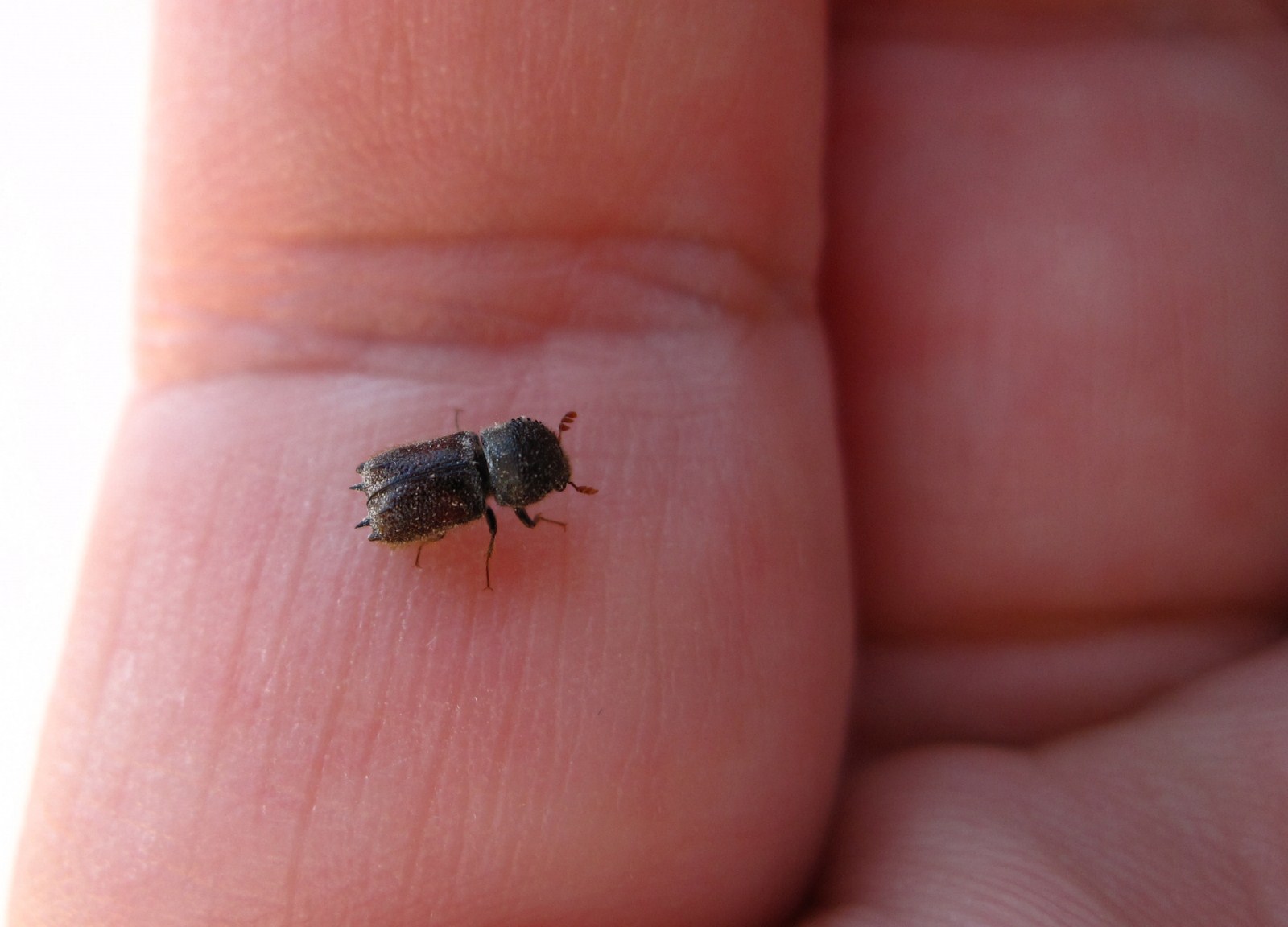 Bostrichidae: Sinoxylon sexdentatum (credo)
