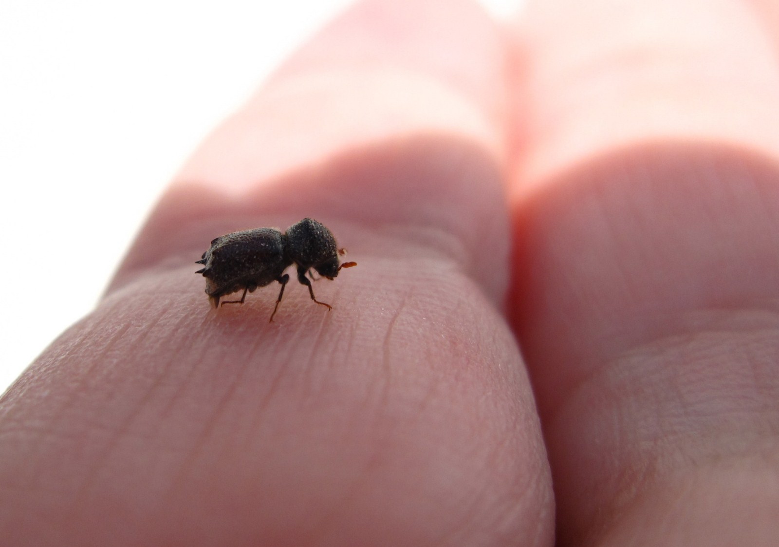 Bostrichidae: Sinoxylon sexdentatum (credo)