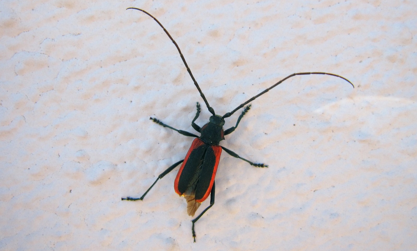 Purpuricenus kaehleri