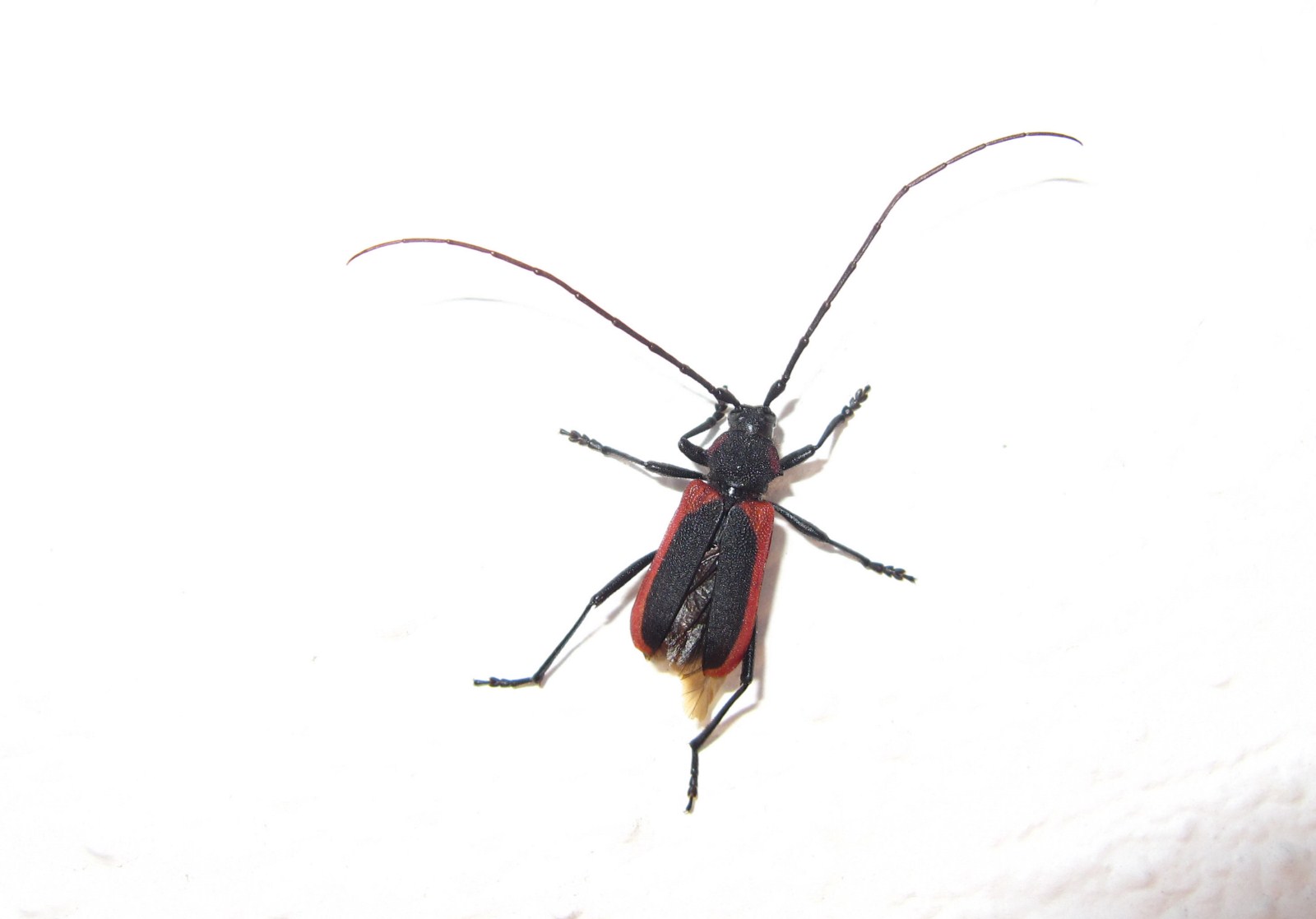 Purpuricenus kaehleri