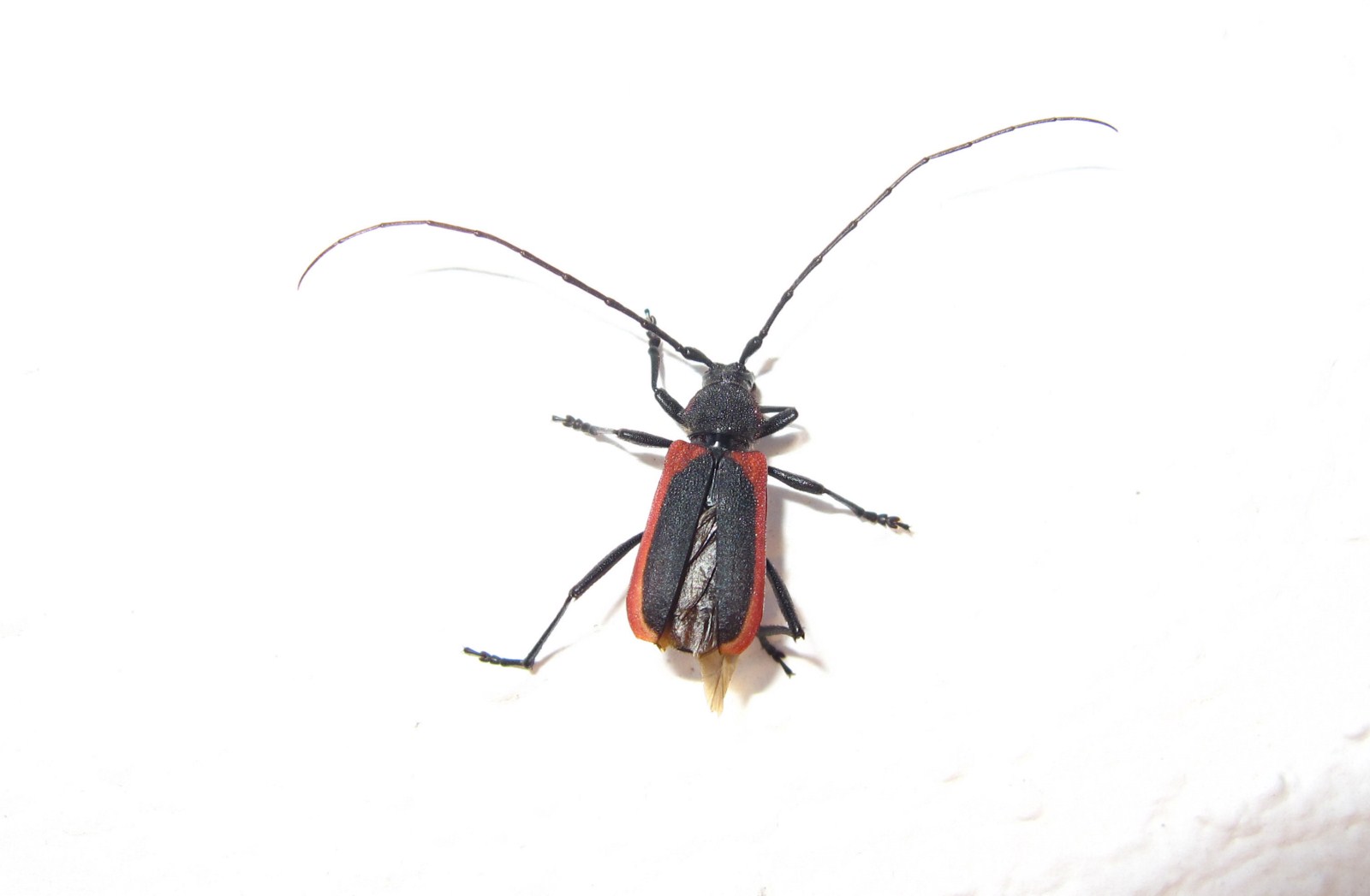Purpuricenus kaehleri