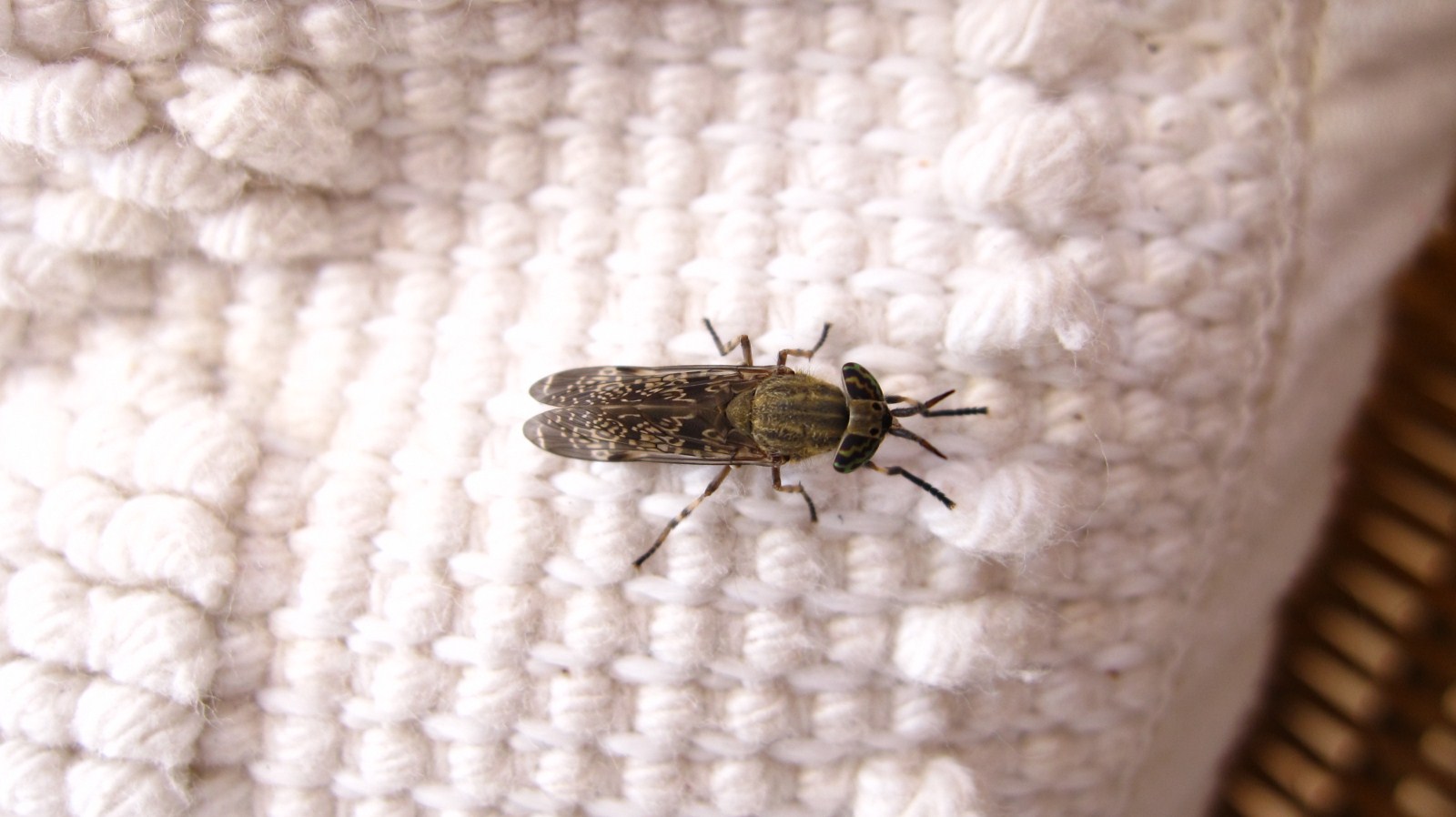 Tabanidae: Haematopota?