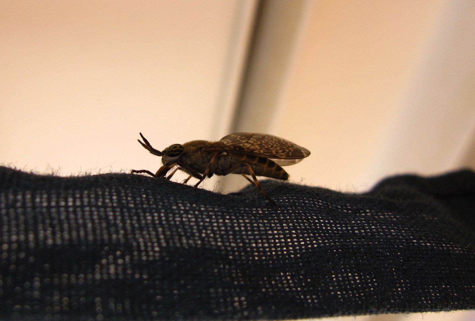 Tabanidae: Haematopota?