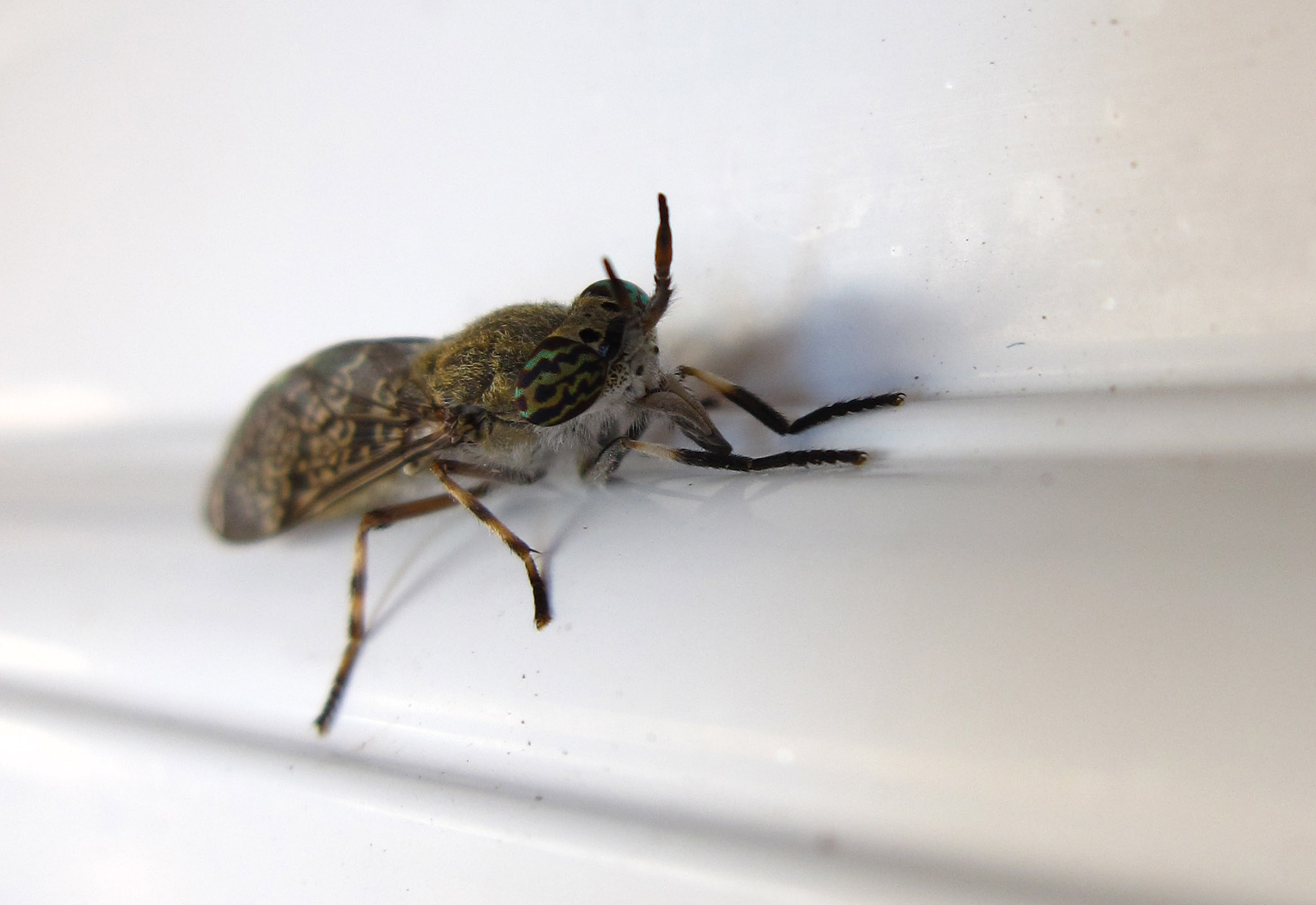 Tabanidae: Haematopota?