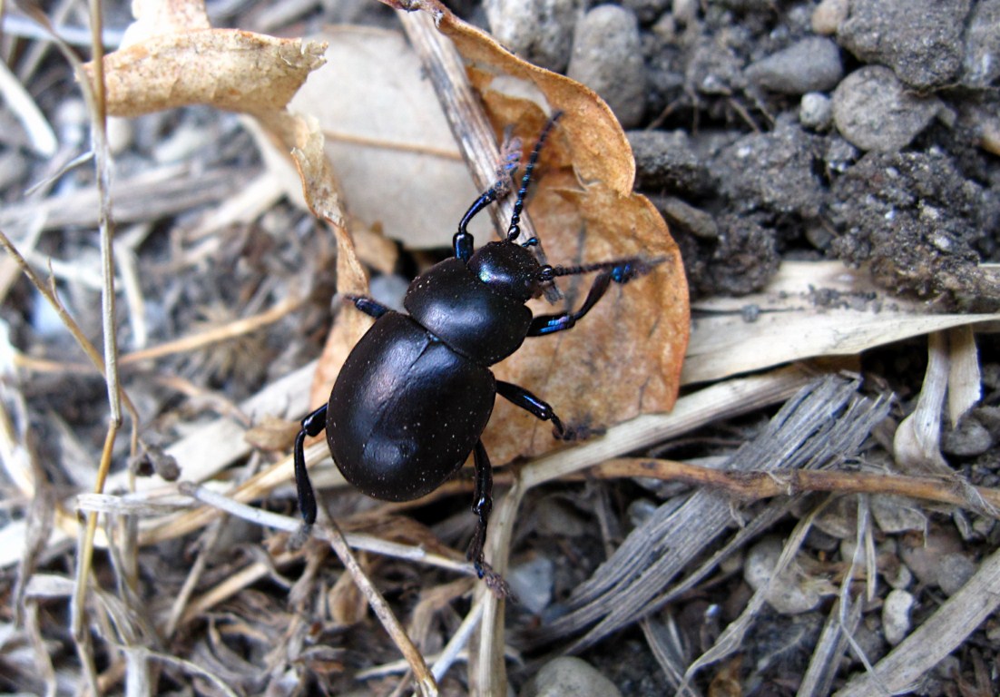 Quale Timarcha? T. nicaeensis
