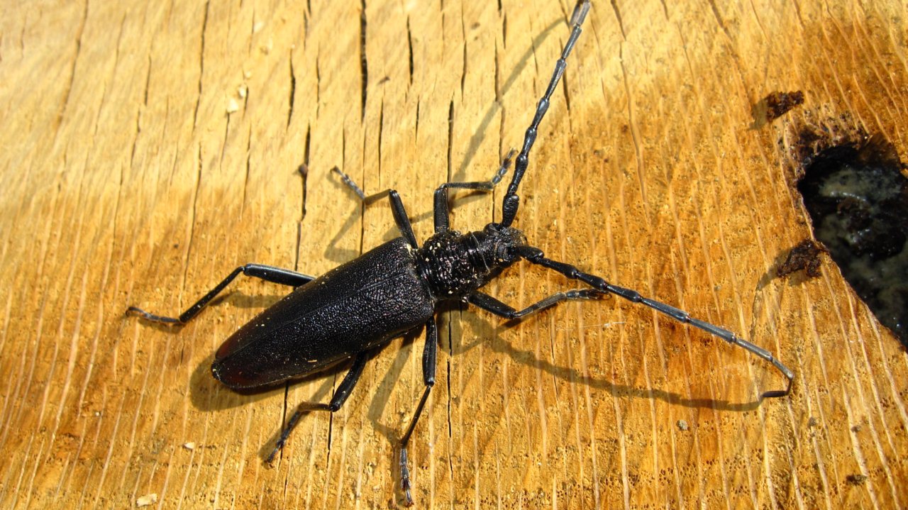 femmina di Cerambyx cerdo