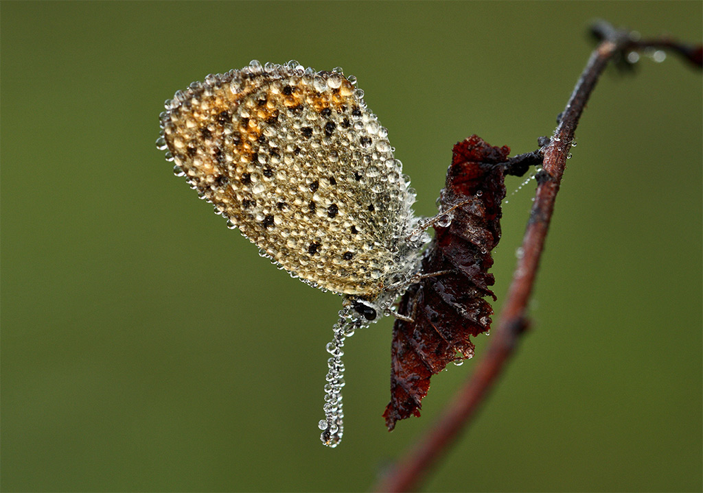 farfalla da identificare - Lycaena tityrus