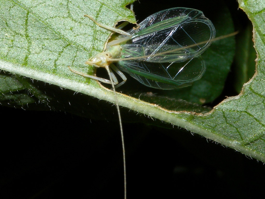 chi sar mai ? Oecanthus pellucens