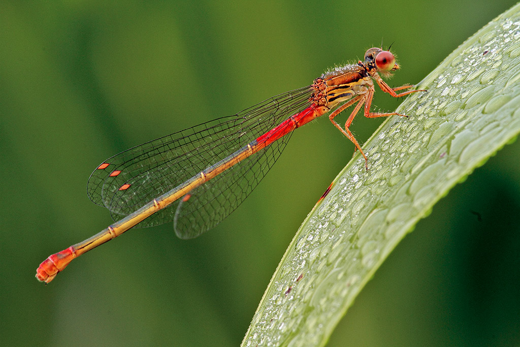 identificazione doppia... - Ceriagrion tenellum