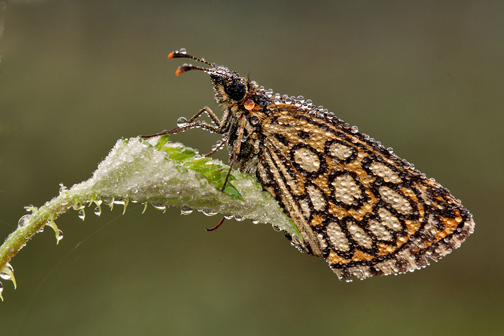 ancora una farfalla ! - Heteropterus morpheus