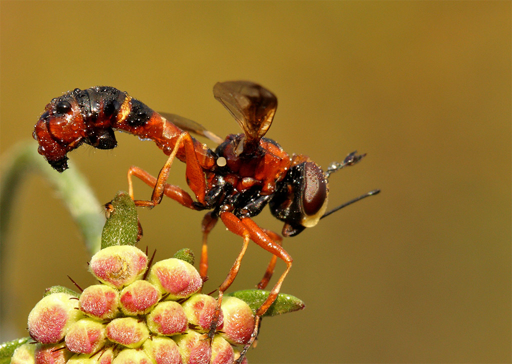 insetto rossonero: Physocephala vittata.