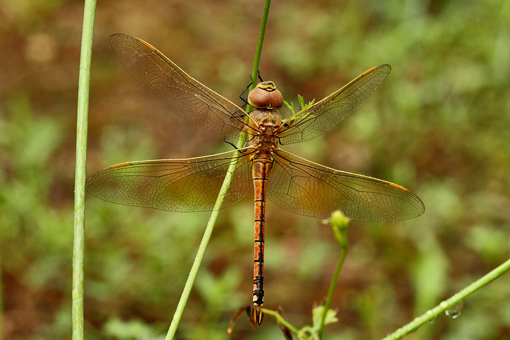 identificazione libellula