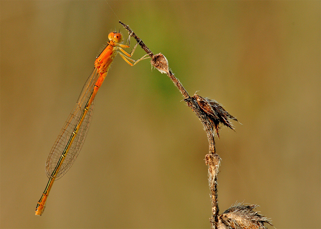 damigella arancio: femmina di Ischnura pumilio