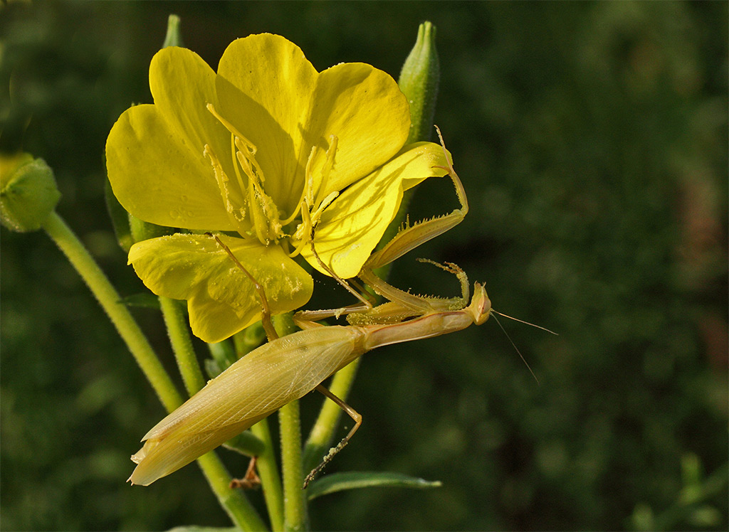 mantide strana