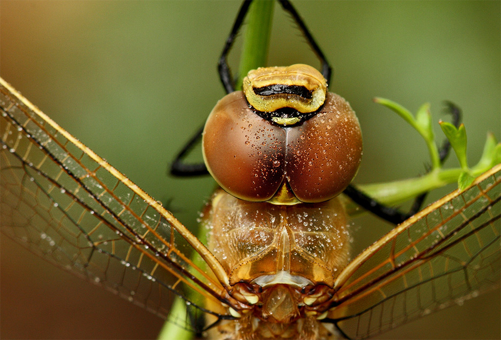 identificazione libellula
