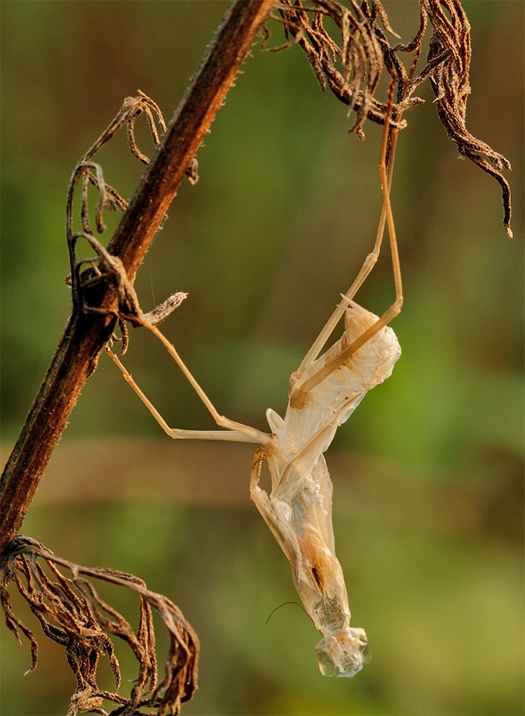 mantide strana