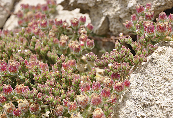 coperti da sferette d''acqua?- Mesembryanthemum nodiflorum