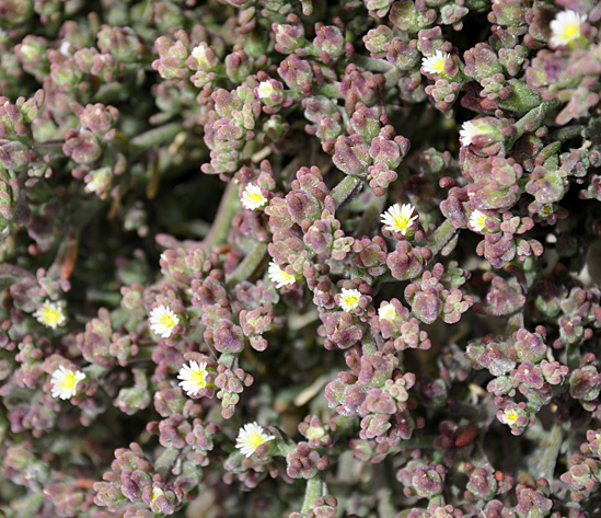 coperti da sferette d''acqua?- Mesembryanthemum nodiflorum