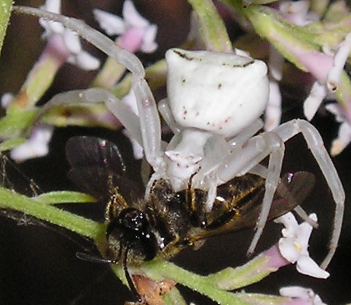 Thomisus onustus