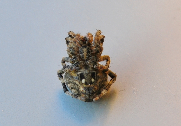 Araneus cf. angulatus