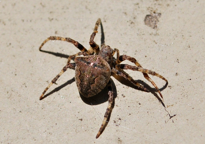 Araneus cf. angulatus