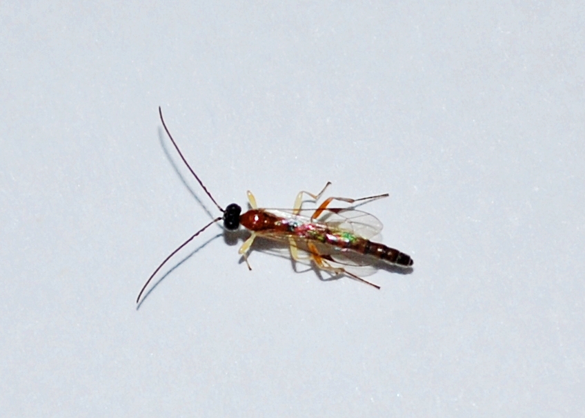Icneumonide maschio da determinare: prob. Tromatobia sp.