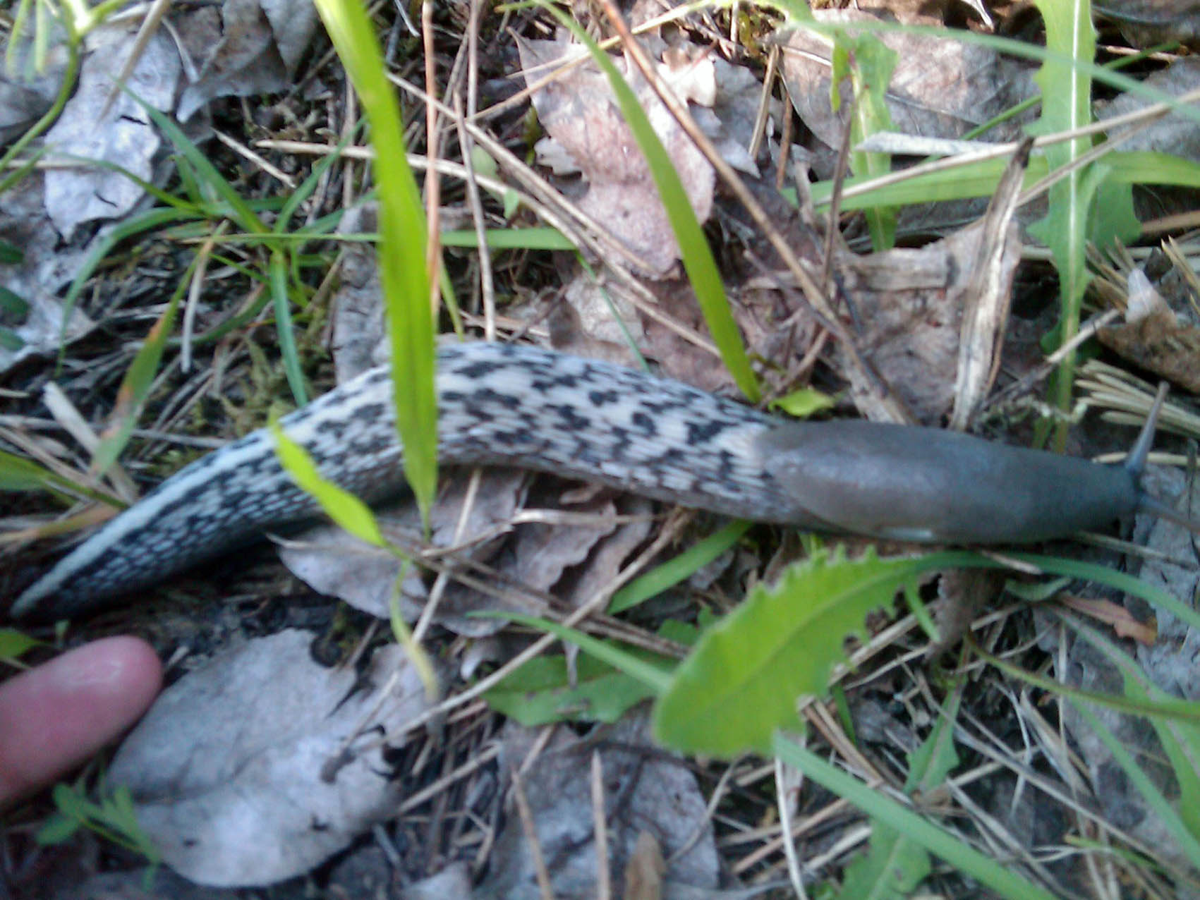 Limax aldrovandi Moquin-Tandon 1855 da Montebello-Torriana (RN)