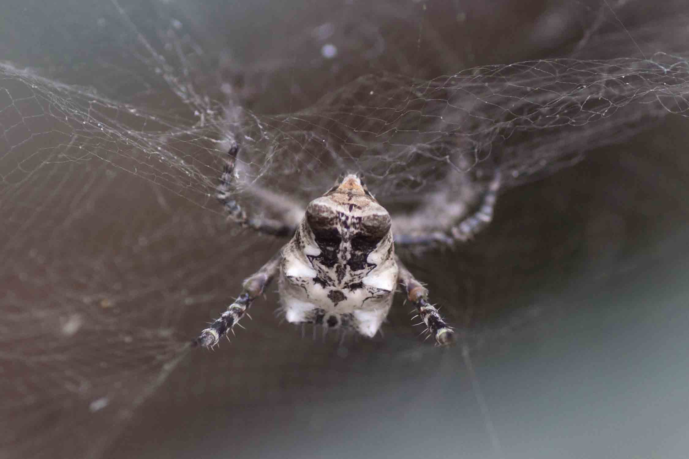 Cyrtophora citricola