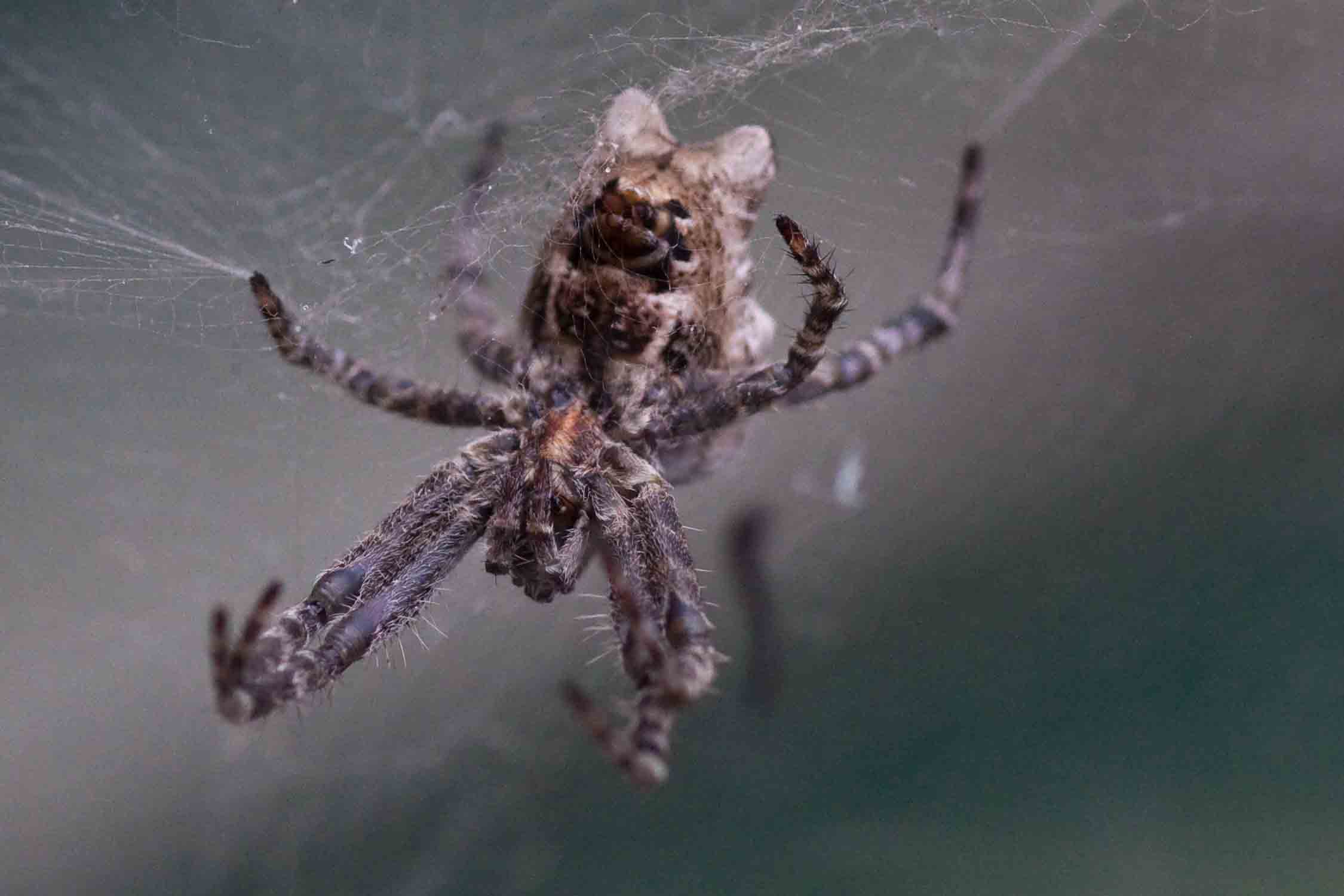 Cyrtophora citricola