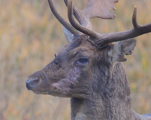 Daino: colorazione del mantello e altro...