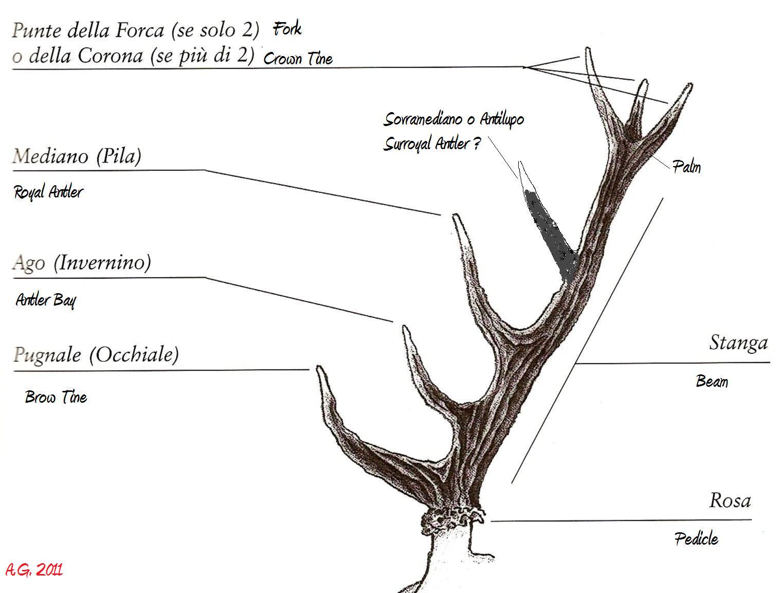 Terminologia dei palchi dei cervidi