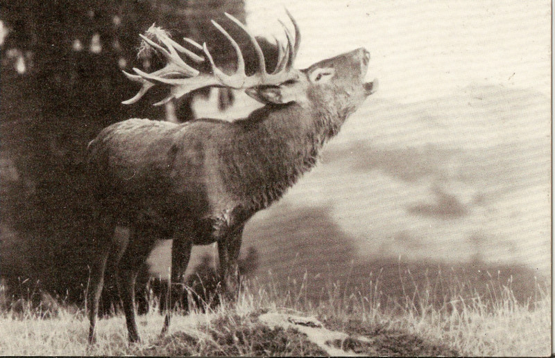 Terminologia dei palchi dei cervidi