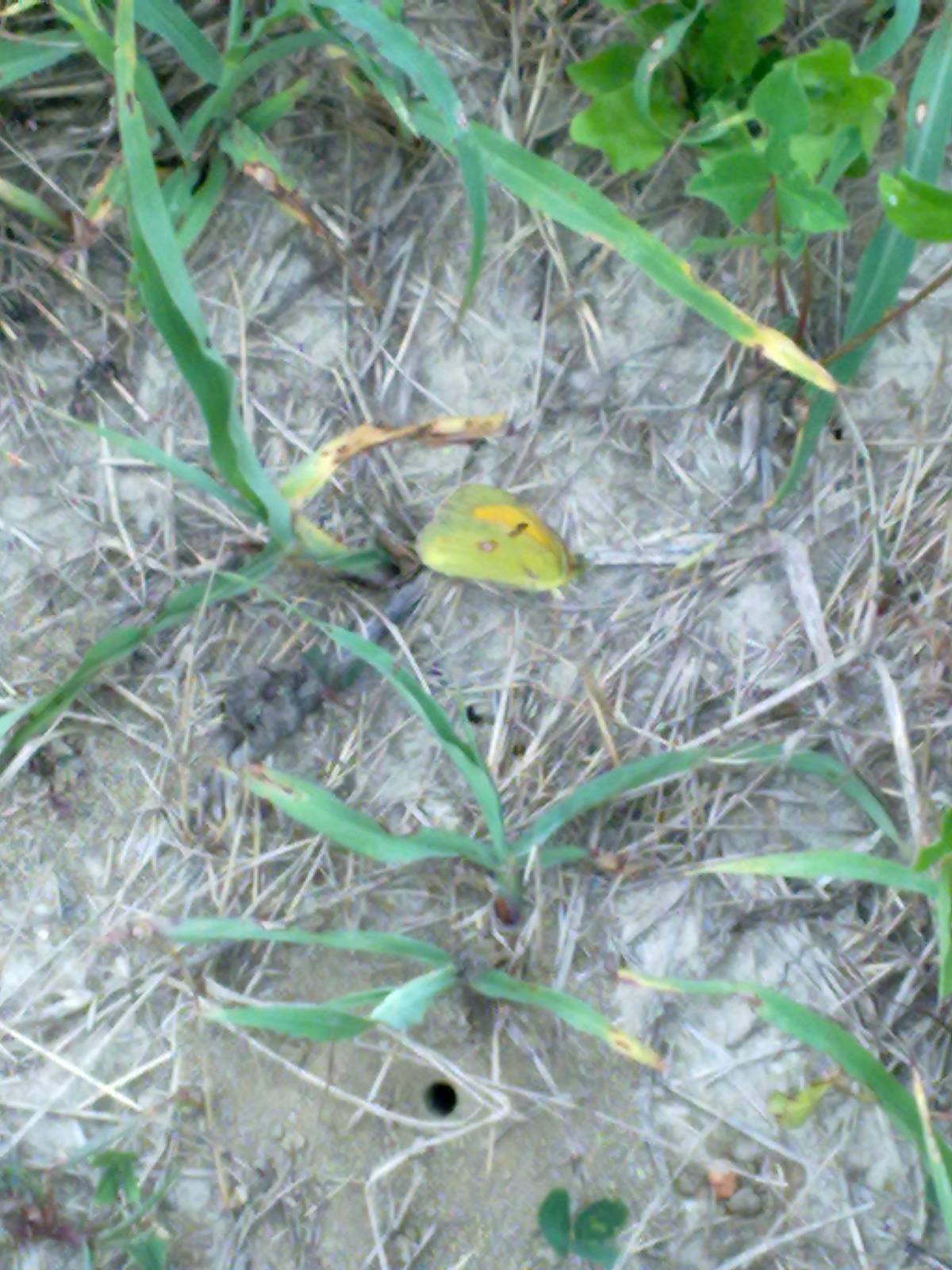 Conferma ID: Colias crocea?