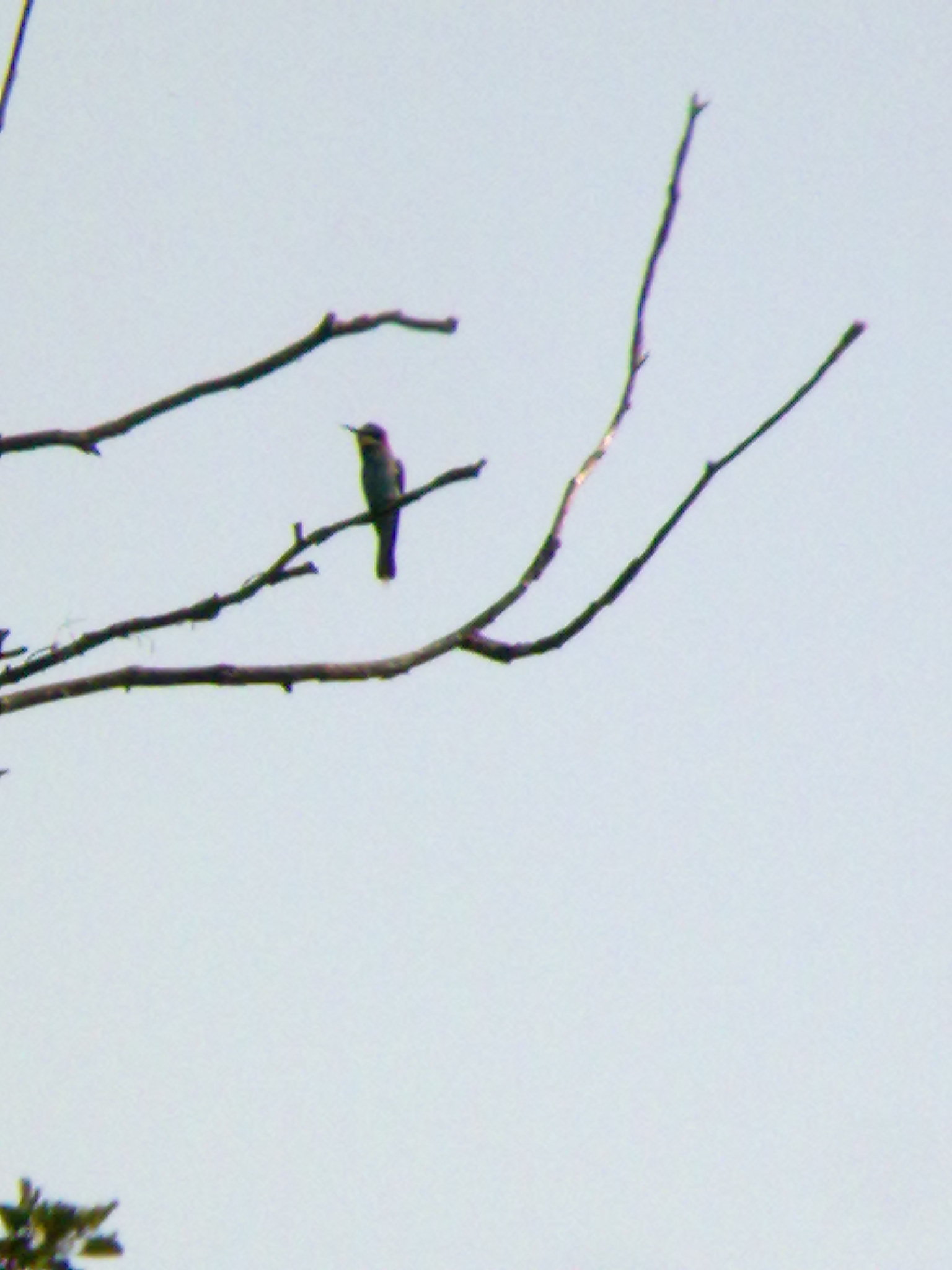 Gruccione torinese in Phone-scoping