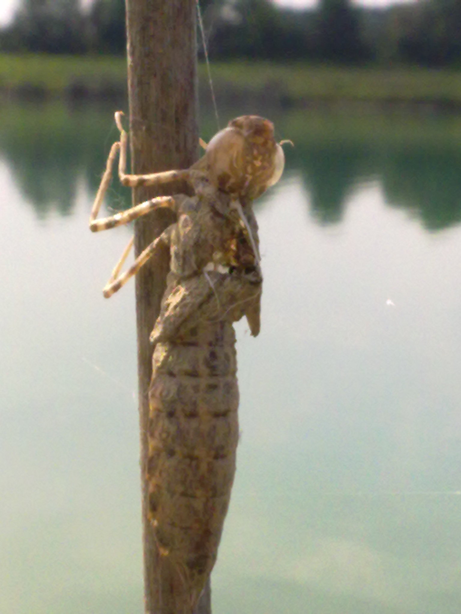 Richiesta ID exuvia torinese