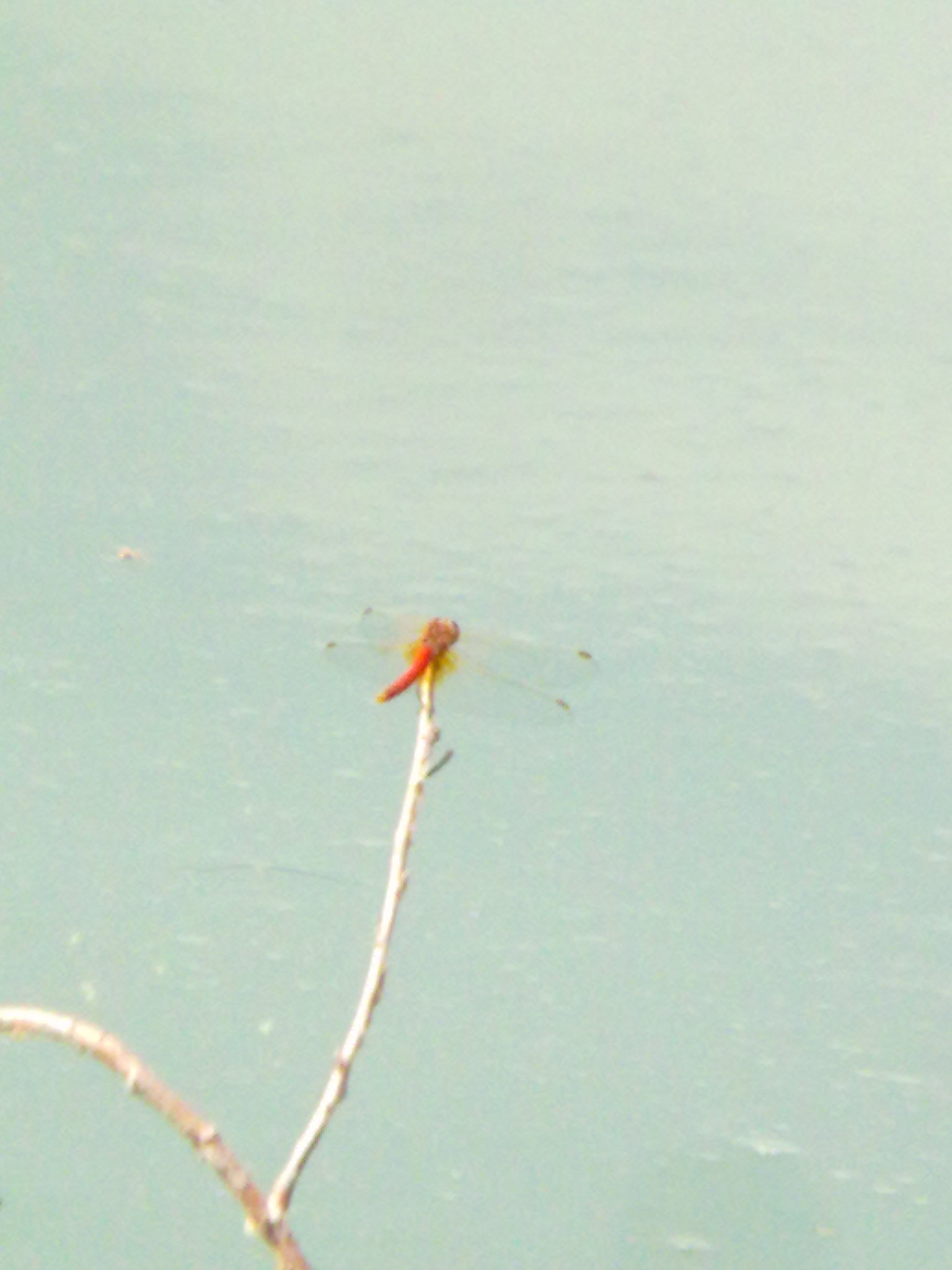 Conferma ID: Sympetrum fonscolombii