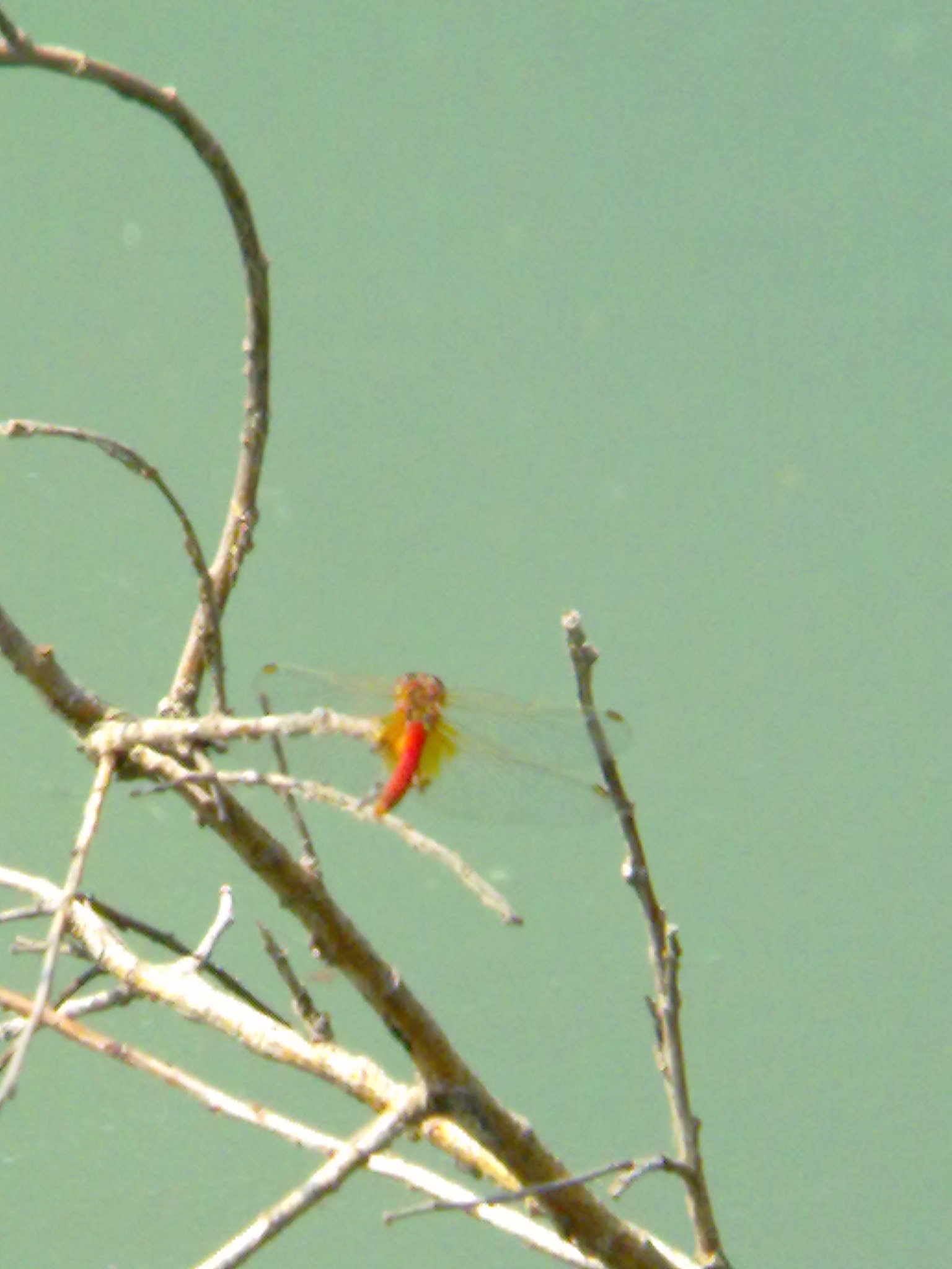 Conferma ID: Sympetrum fonscolombii