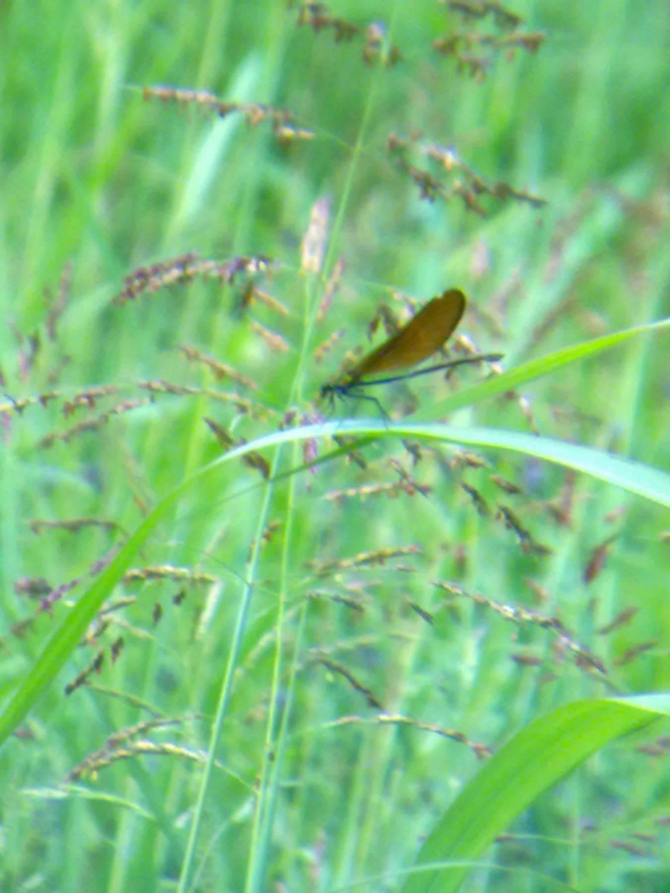 Conferma ID: Calopteryx virgo