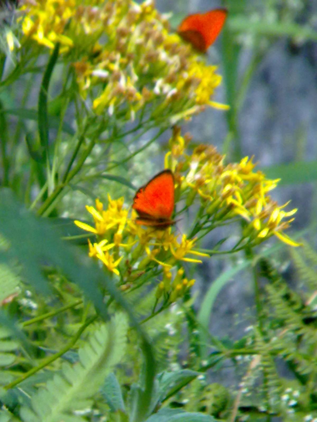 Conferma ID: Heodes virgaureae? (o Lycaena dispar?)