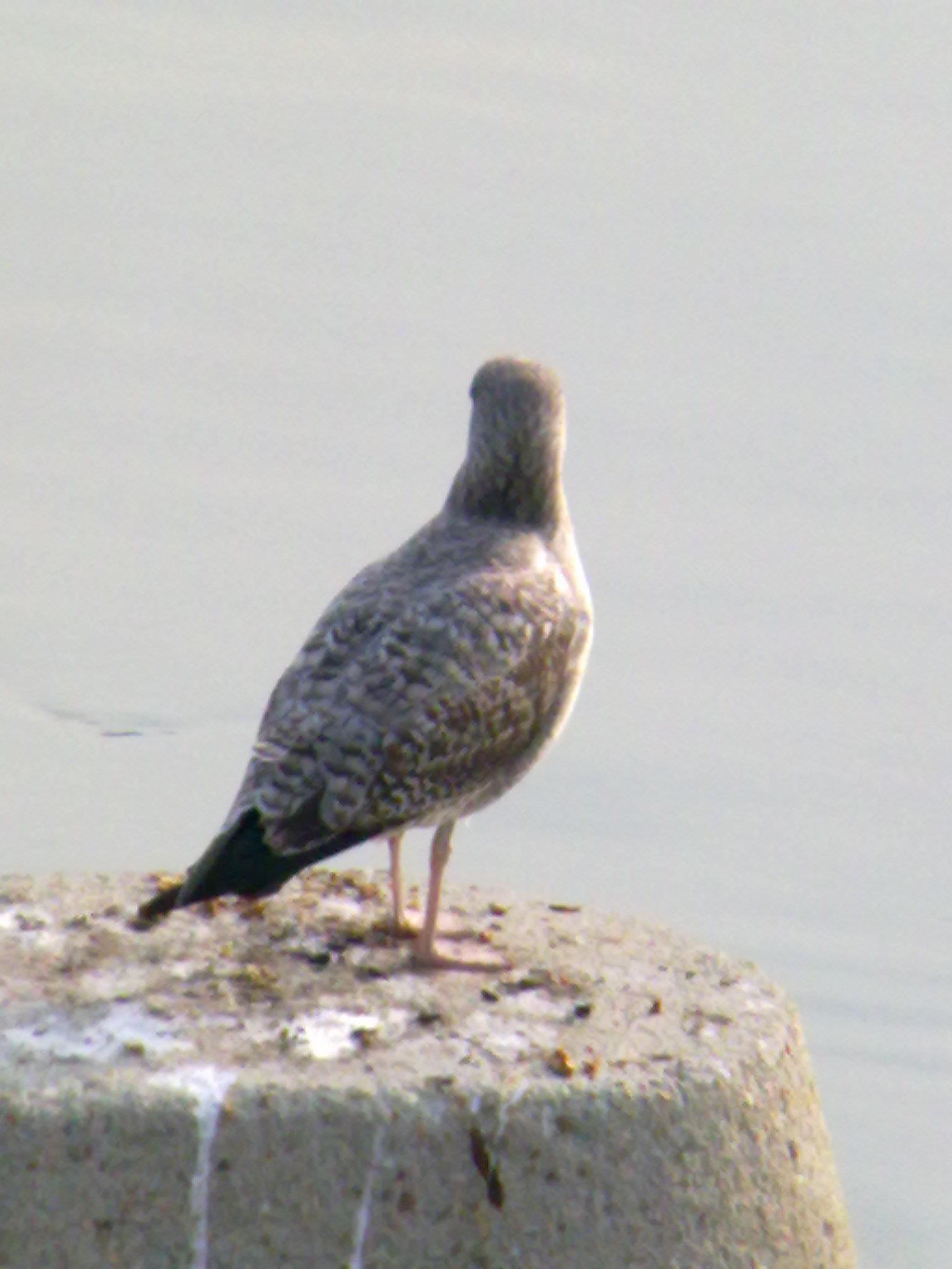 Probabile Gabbiano reale NORDICO (L.argentatus) a Torino