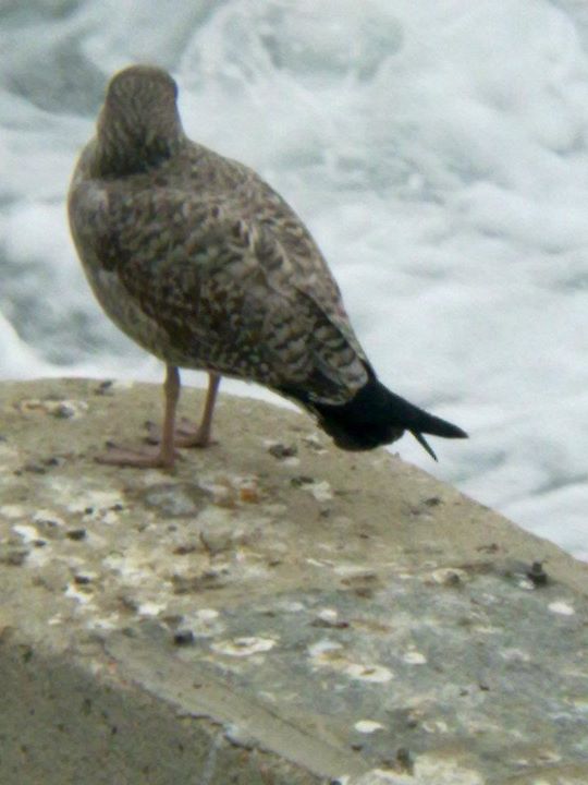 Probabile Gabbiano reale NORDICO (L.argentatus) a Torino