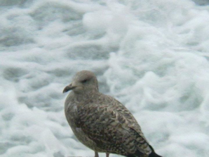 Probabile Gabbiano reale NORDICO (L.argentatus) a Torino