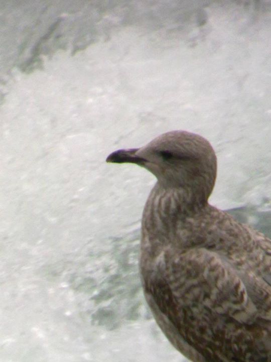 Probabile Gabbiano reale NORDICO (L.argentatus) a Torino