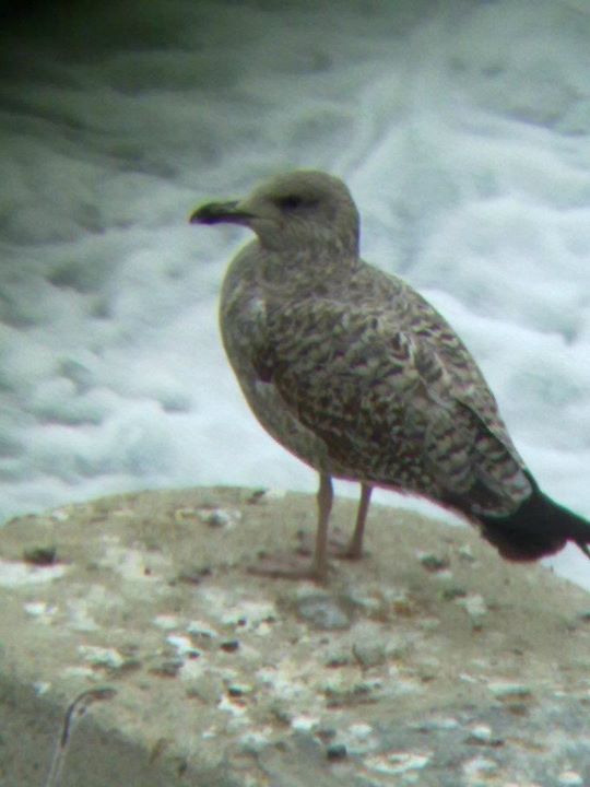 Probabile Gabbiano reale NORDICO (L.argentatus) a Torino