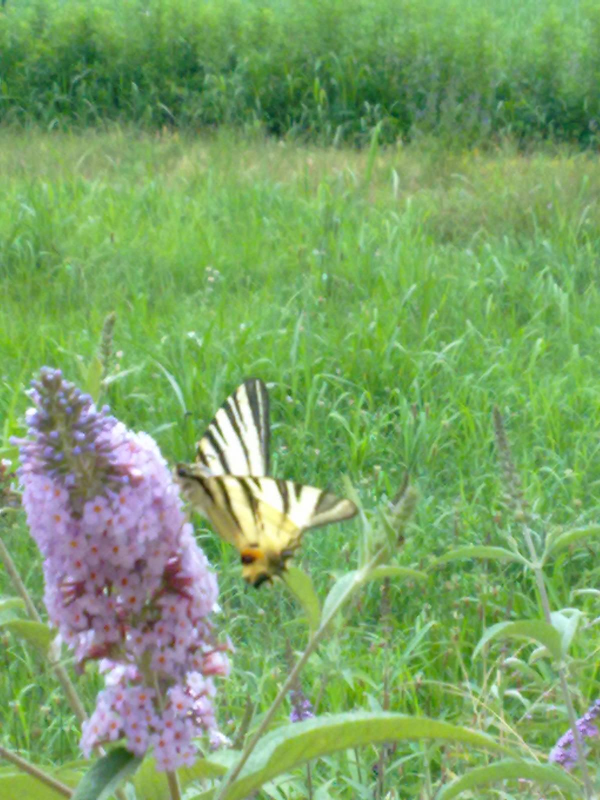 Iphiclides podalirius a Carmagnola (TO)