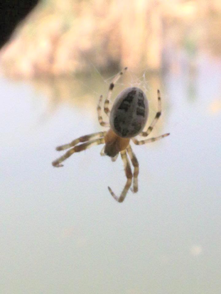 Larinioides sp.