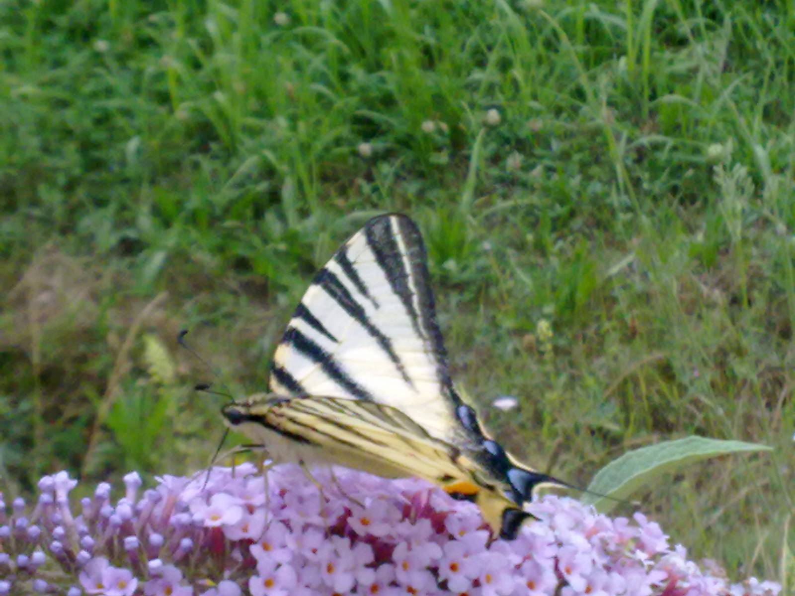 Iphiclides podalirius a Carmagnola (TO)