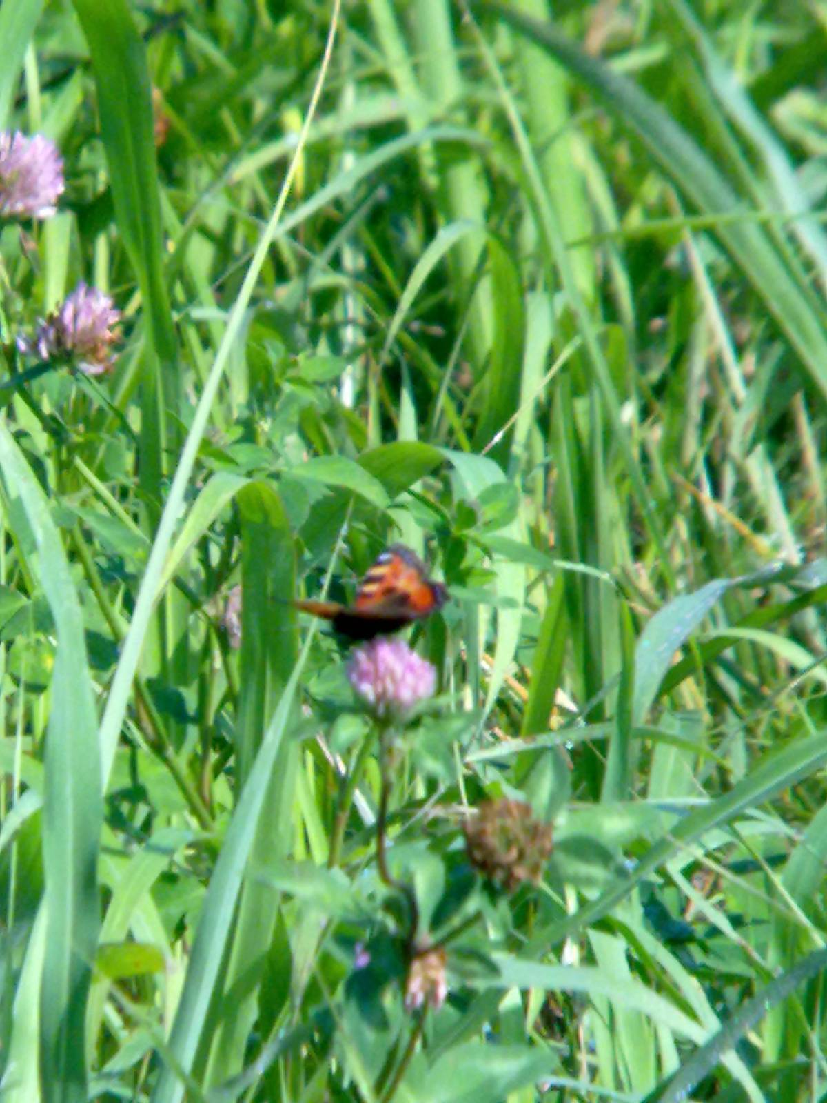 Conferma ID: Aglais urticae?