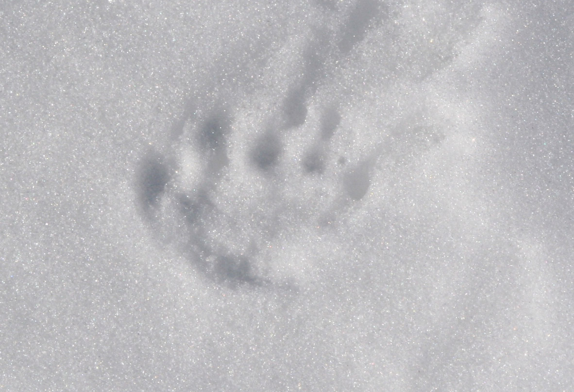 Impronte sulla neve