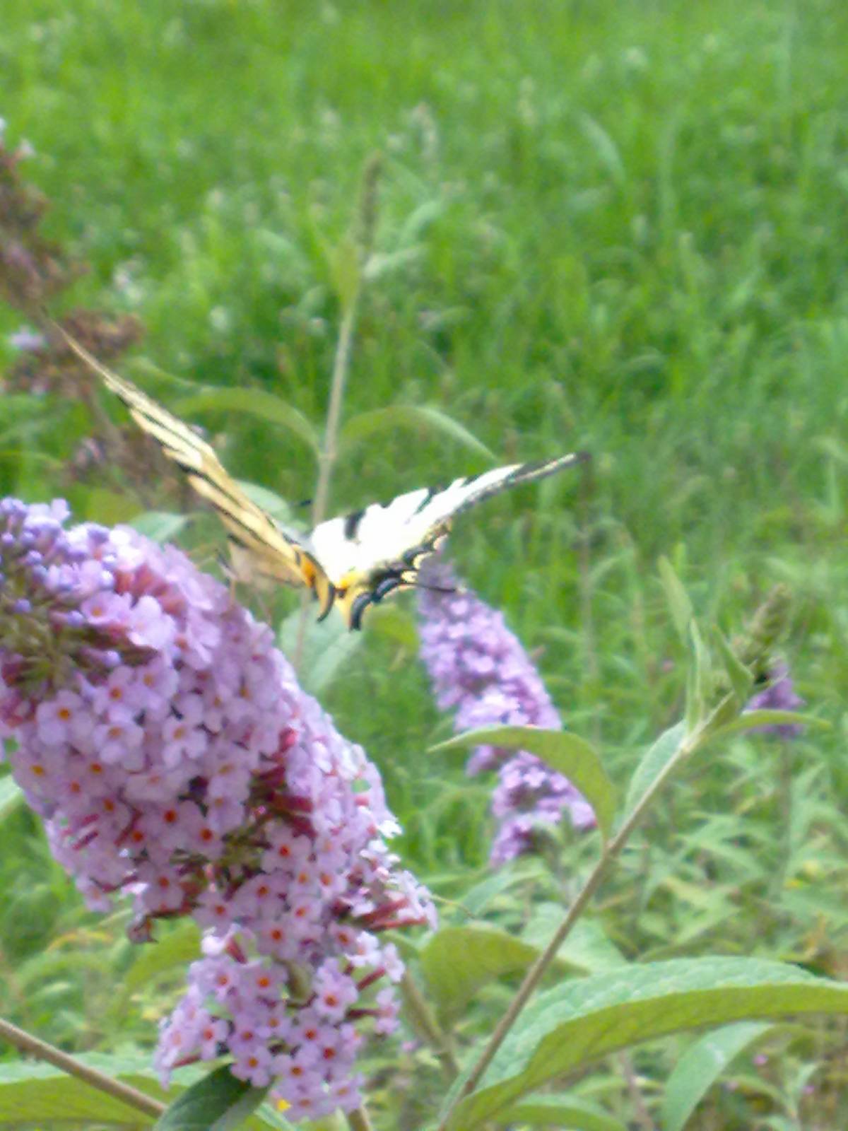 Iphiclides podalirius a Carmagnola (TO)